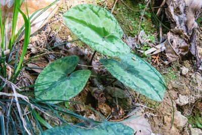 Asarum nipponicum, photographed by WATANABE Hitoshi 渡辺仁