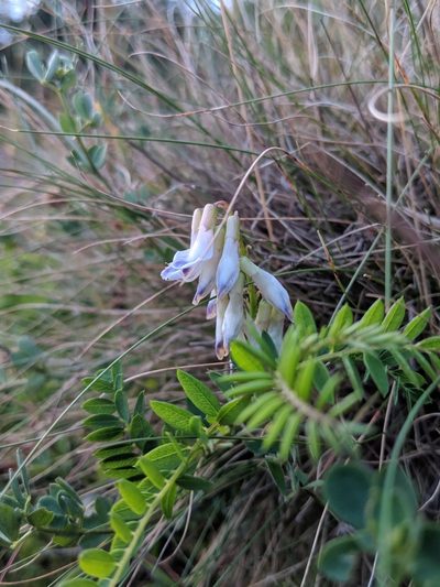 Vicia orobus, photographed by Dan Wrench