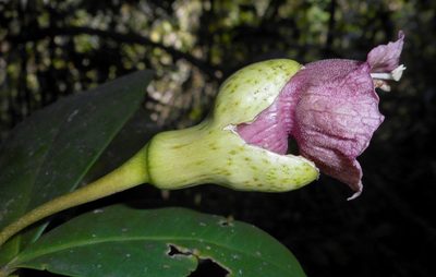 Amphitecna latifolia, photographed by J. L. Gómez-Hechavarría