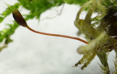 Sciuro-hypnum reflexum, photographed by Tero Linjama