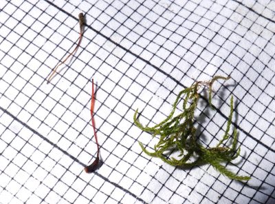 Sciuro-hypnum reflexum, photographed by Tero Linjama