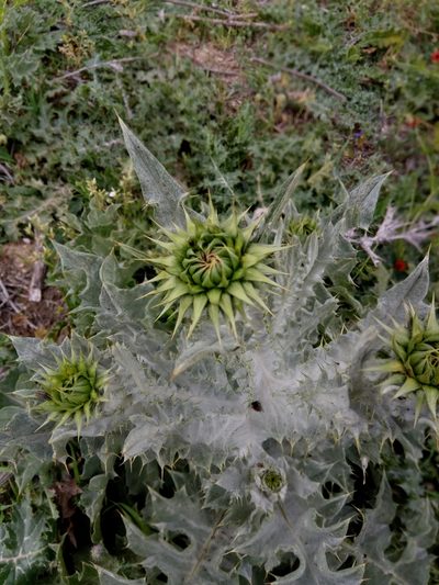 Onopordum macracanthum, photographed by Karim Haddad