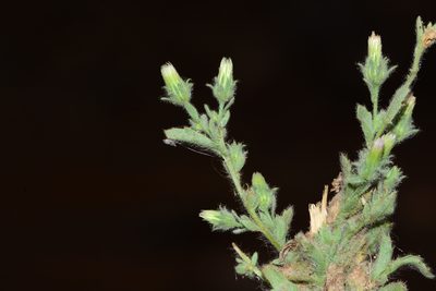 Laggera aurita, photographed by S.MORE