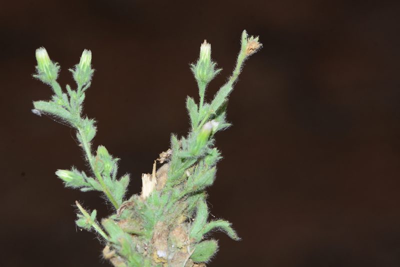 Laggera aurita, photographed by S.MORE