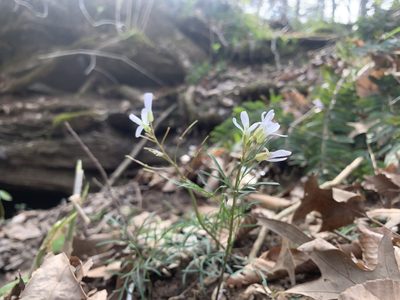 Cardamine dissecta, photographed by jmarlin