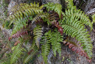 Cranfillia vulcanica, photographed by John Barkla
