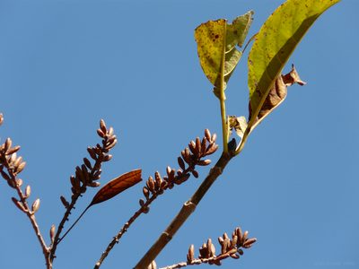 Hymenodictyon obovatum, photographed by Dinesh Valke