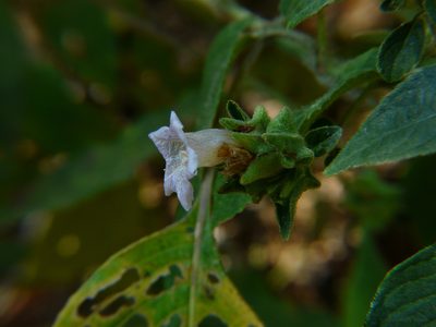Strobilanthes ixiocephala, photographed by Dinesh Valke