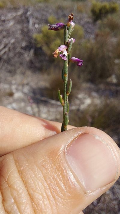 Muraltia striata, photographed by Jacques van der Merwe