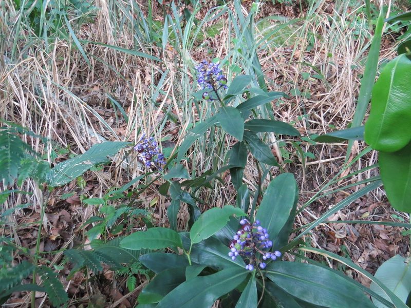 Dichorisandra thyrsiflora, photographed by Victor Farjalla Pontes
