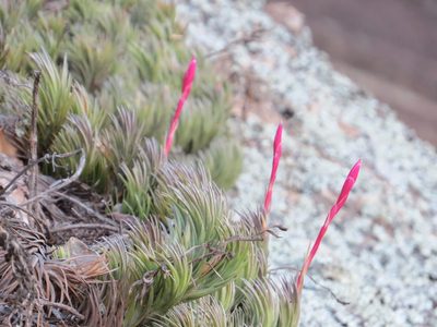 Tillandsia araujei, photographed by Victor Farjalla Pontes