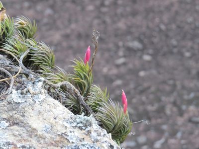 Tillandsia araujei, photographed by Victor Farjalla Pontes