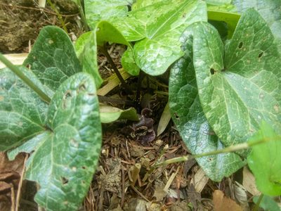 Asarum tamaense, photographed by WATANABE Hitoshi 渡辺仁