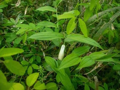 Disporum sessile, photographed by WATANABE Hitoshi 渡辺仁