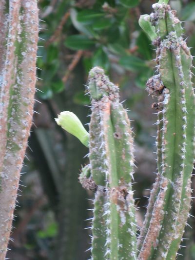 Pilosocereus brasiliensis, photographed by Victor Farjalla Pontes