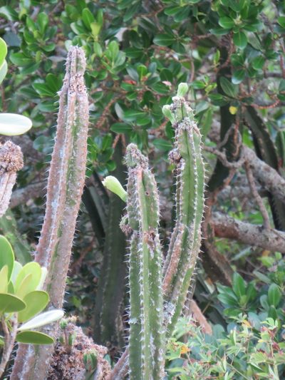 Pilosocereus brasiliensis, photographed by Victor Farjalla Pontes