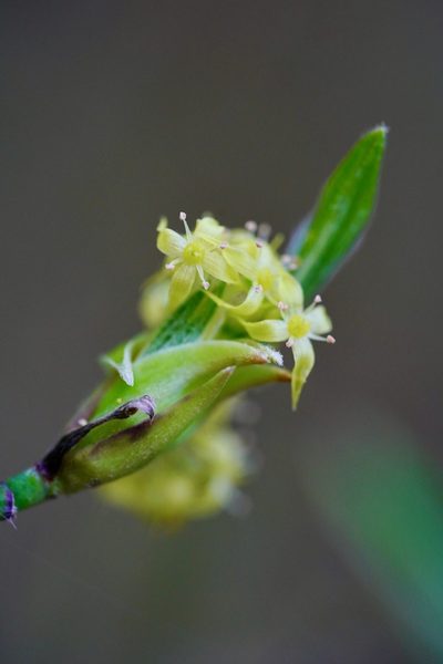 Cornus sessilis, photographed by Michael Warner