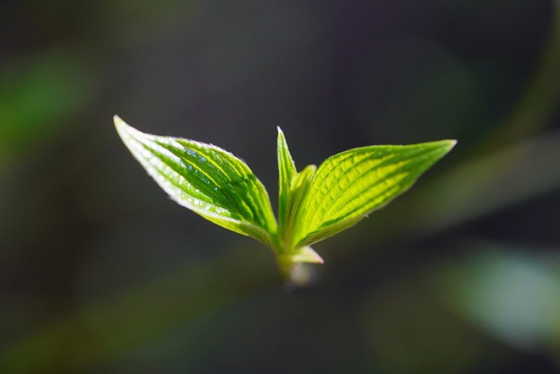 Cornus sessilis, photographed by Michael Warner