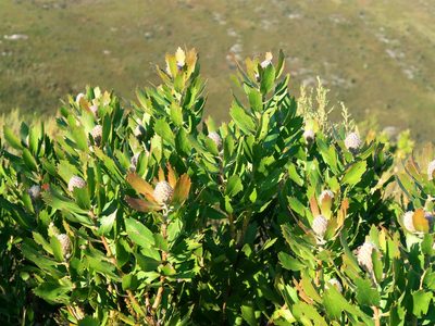 Leucospermum glabrum, photographed by Di Turner