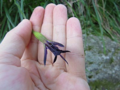 Barbacenia purpurea, photographed by Victor Farjalla Pontes