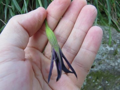 Barbacenia purpurea, photographed by Victor Farjalla Pontes