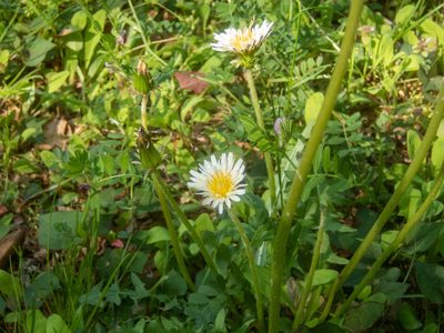 Taraxacum albidum, photographed by WATANABE Hitoshi 渡辺仁