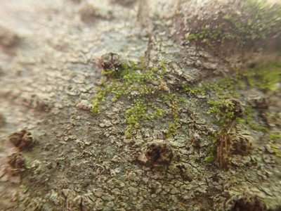 Radula bolanderi, photographed by Randal
