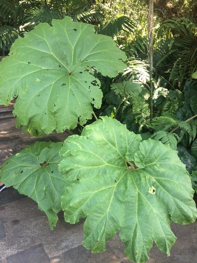 Gunnera mexicana, photographed by Adrianh M. Orozco