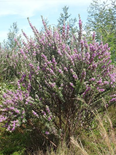 Indigofera hispida, photographed by Shaun Swanepoel