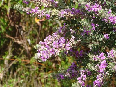Indigofera hispida, photographed by Shaun Swanepoel