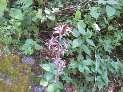 Echeveria subrigida, photographed by Oscar Alejandro Morales Juárez