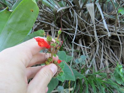 Sinningia bulbosa, photographed by Victor Farjalla Pontes