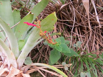 Sinningia bulbosa, photographed by Victor Farjalla Pontes