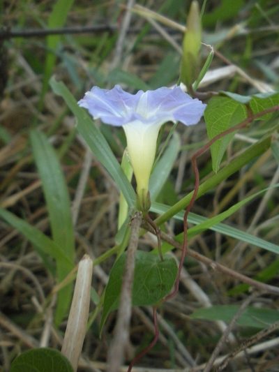 Ipomoea aristolochiifolia, photographed by Guillermo Huerta Ramos