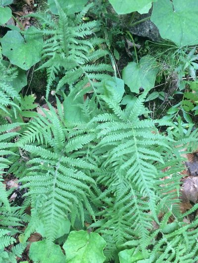 Phegopteris excelsior, photographed by Étienne Lacroix-Carignan