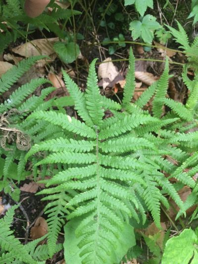 Phegopteris excelsior, photographed by Étienne Lacroix-Carignan