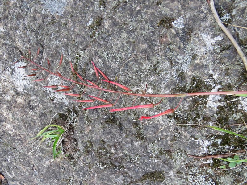Pitcairnia staminea, photographed by Victor Farjalla Pontes