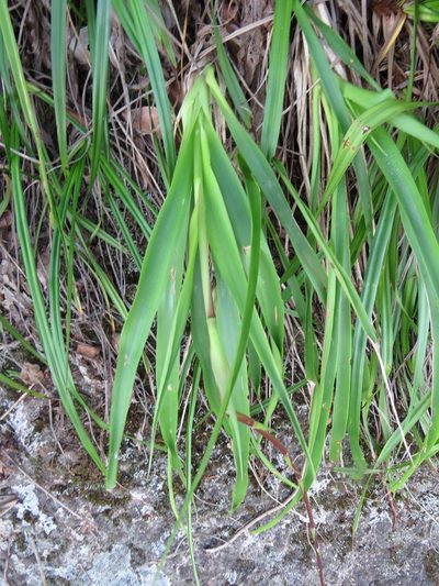 Pitcairnia staminea, photographed by Victor Farjalla Pontes
