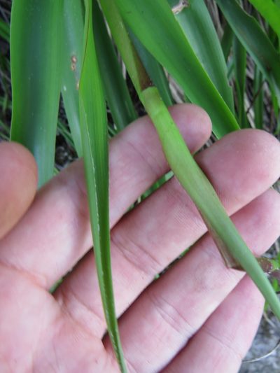 Pitcairnia staminea, photographed by Victor Farjalla Pontes