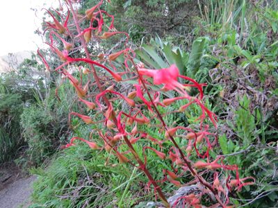 Pitcairnia staminea, photographed by Victor Farjalla Pontes