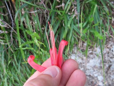 Pitcairnia staminea, photographed by Victor Farjalla Pontes