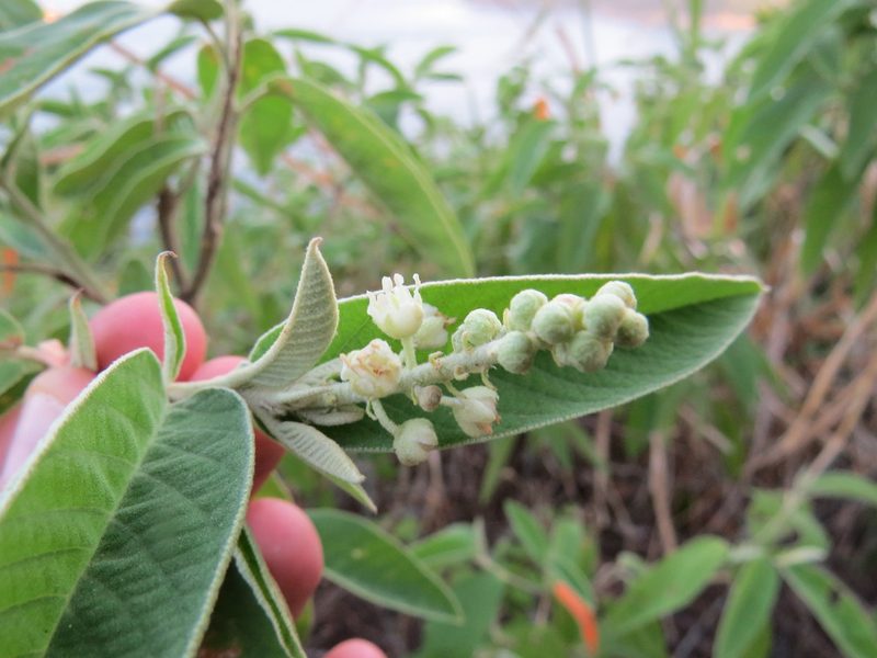 Croton compressus, photographed by Victor Farjalla Pontes