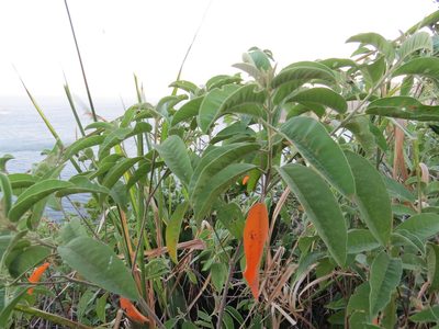 Croton compressus, photographed by Victor Farjalla Pontes