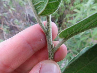Croton compressus, photographed by Victor Farjalla Pontes