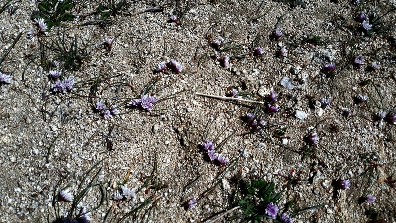 Allium aaseae, photographed by rdclark86