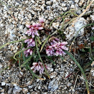 Allium aaseae, photographed by rdclark86