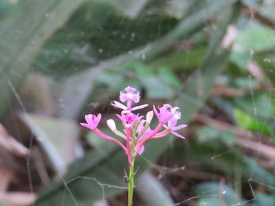 Epidendrum denticulatum, photographed by Victor Farjalla Pontes