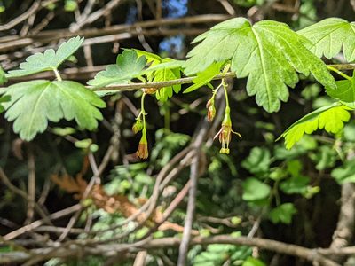 Ribes divaricatum, photographed by John A Haskins