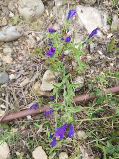 Echium creticum, photographed by Mattia Menchetti