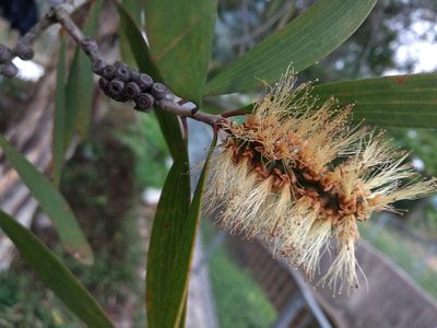 Melaleuca leucadendra, photographed by portioid